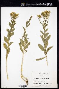 Lepidium draba image