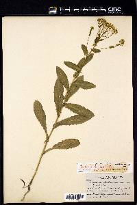 Lepidium draba image