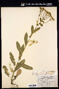 Lepidium draba image