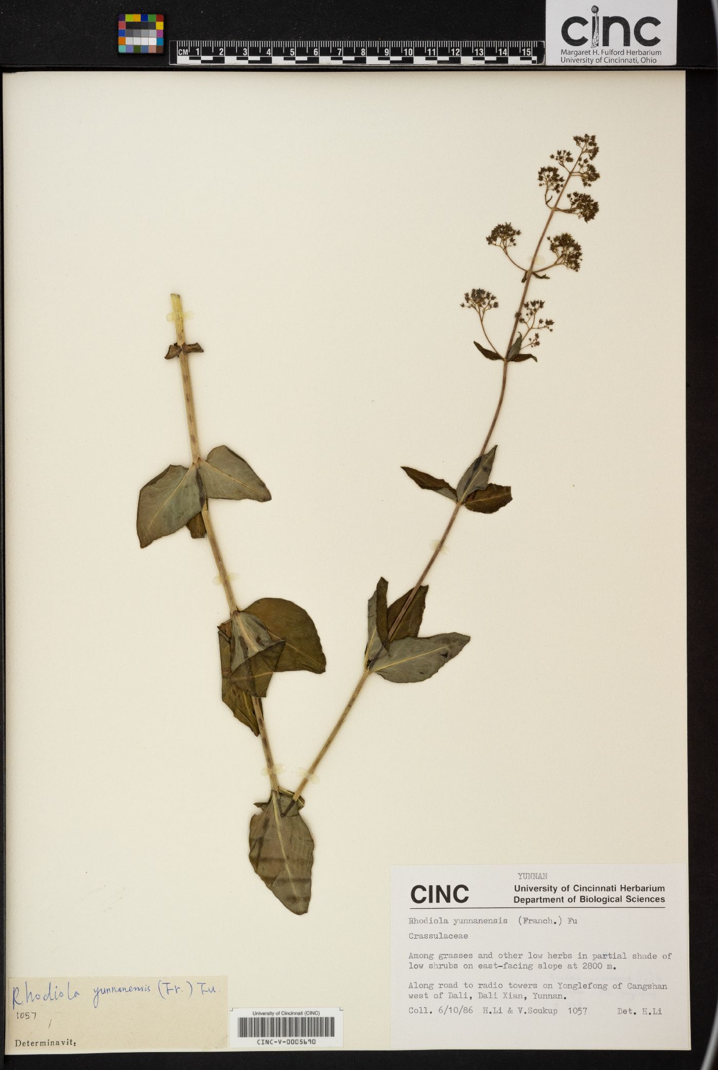 Rhodiola yunnanensis image
