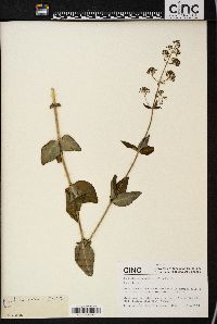 Image of Rhodiola yunnanensis