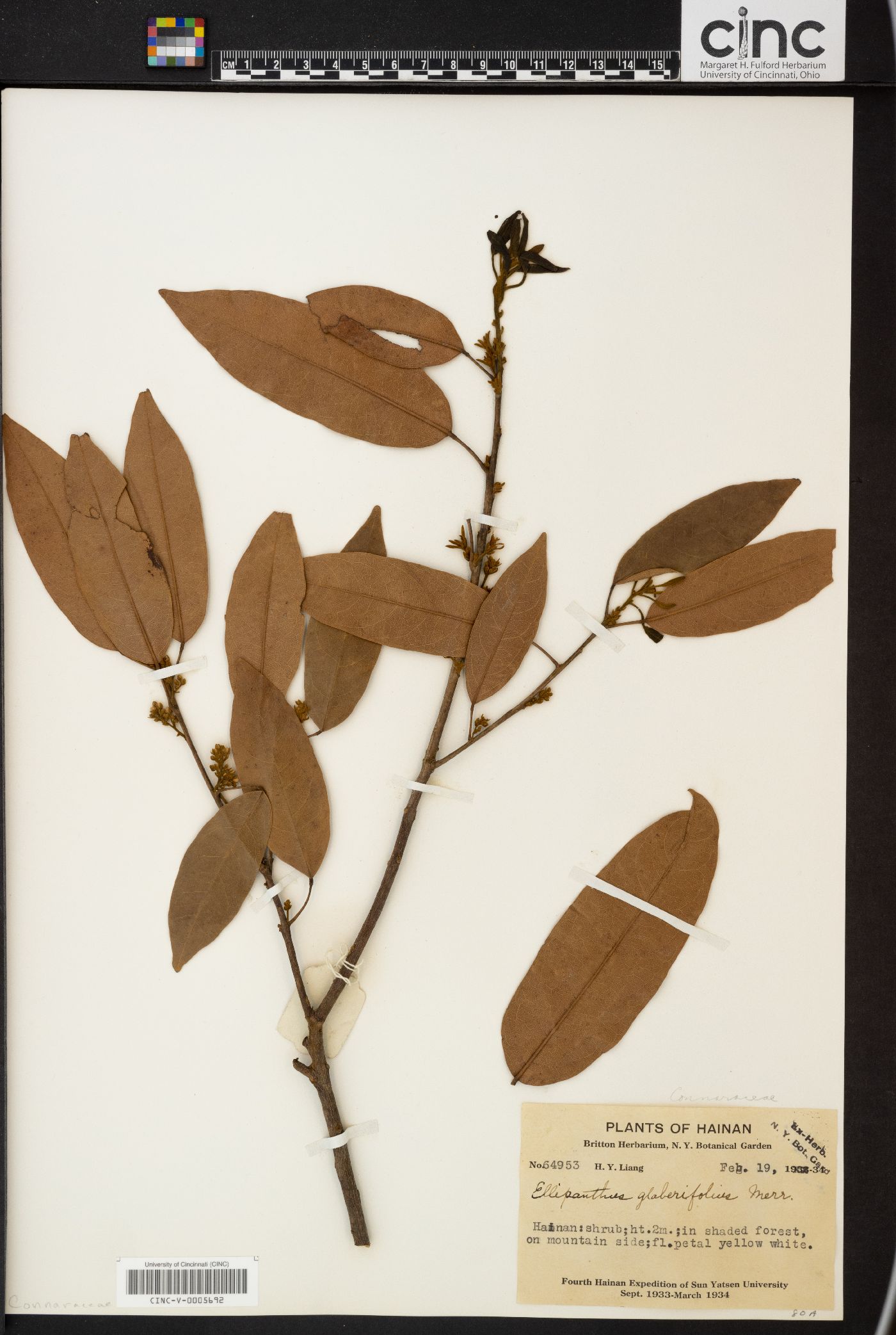 Ellipanthus glabrifolius image