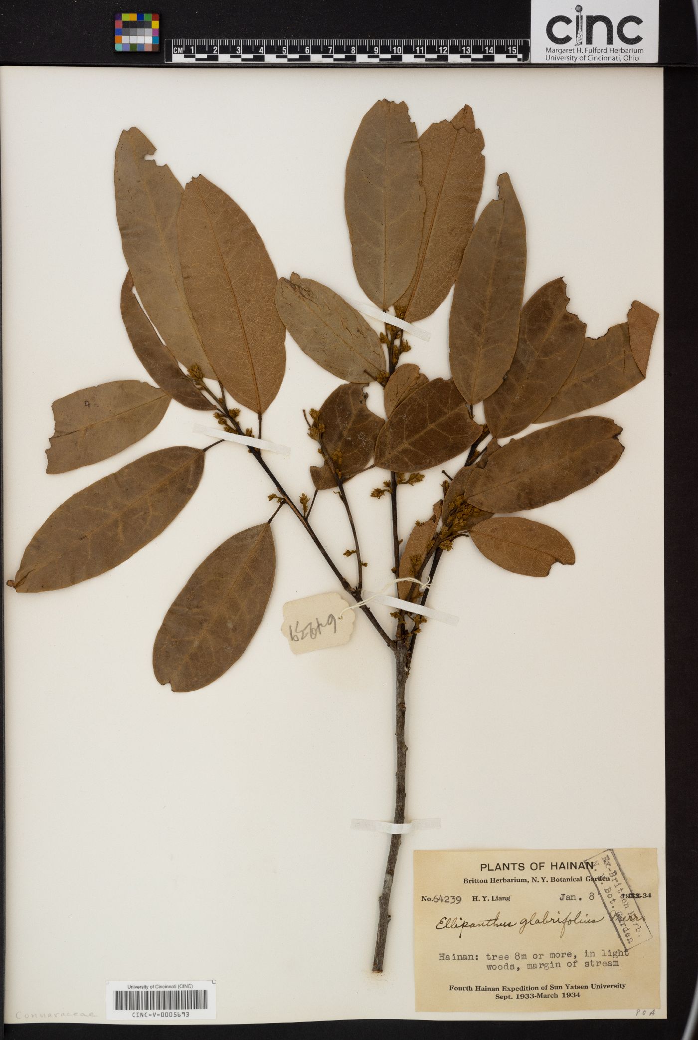 Ellipanthus glabrifolius image