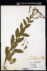 Lepidium draba image