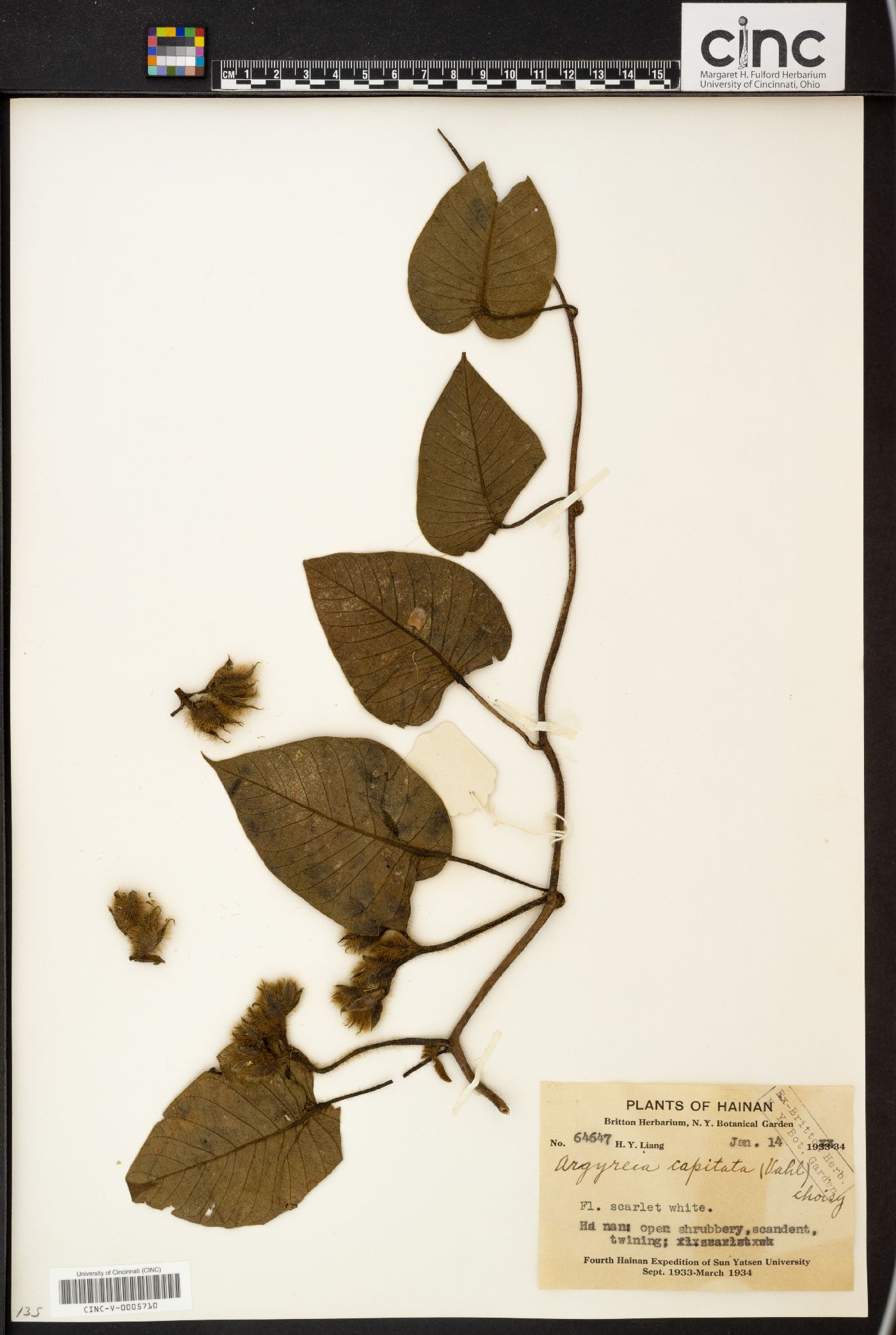 Ipomoea capitiformis image