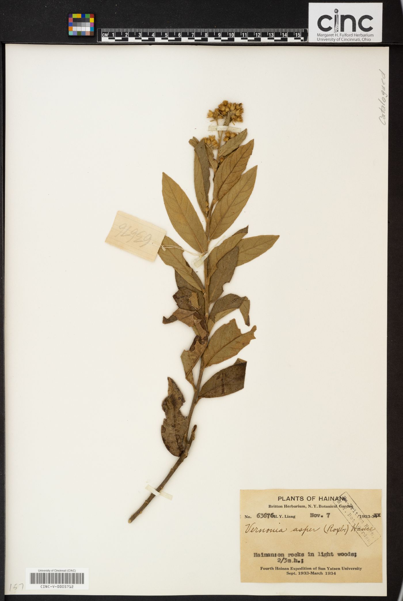 Vernonia aspera image