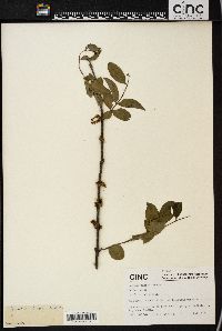 Image of Coriaria nepalensis