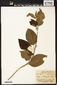 Image of Argyreia obtusifolia