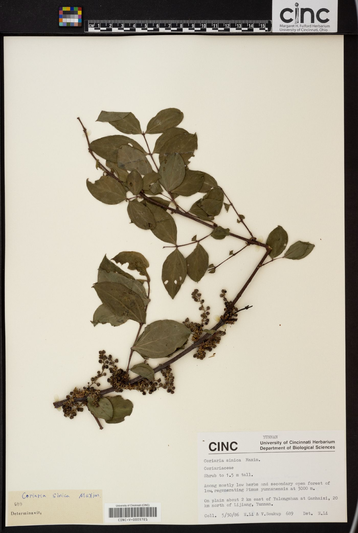 Coriaria nepalensis image