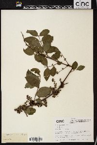 Coriaria nepalensis image