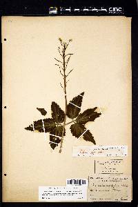 Cardamine diphylla image