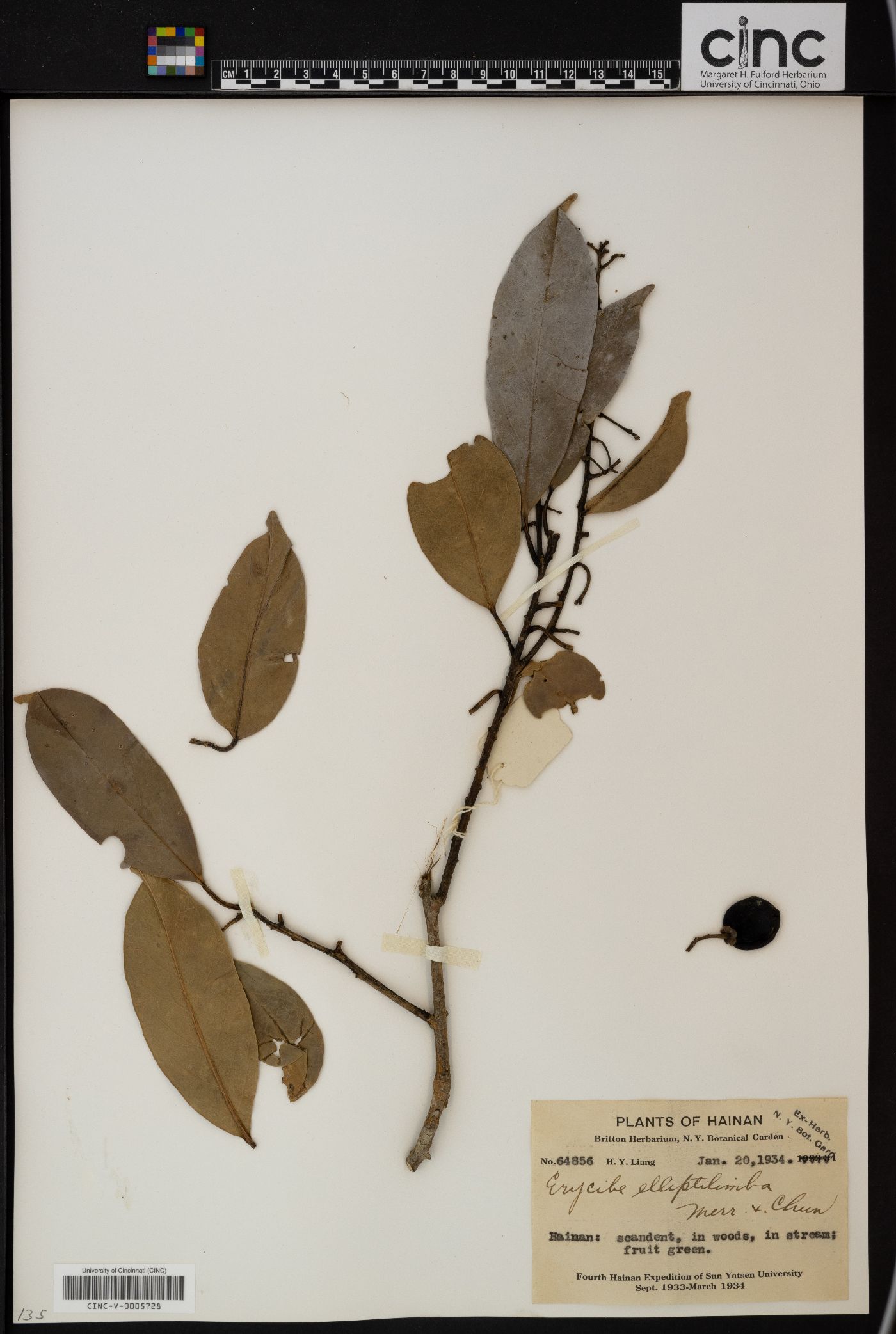 Erycibe elliptilimba image