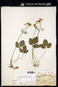 Cardamine angustata image