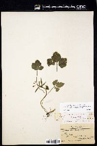 Cardamine angustata image