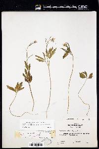 Cardamine angustata image