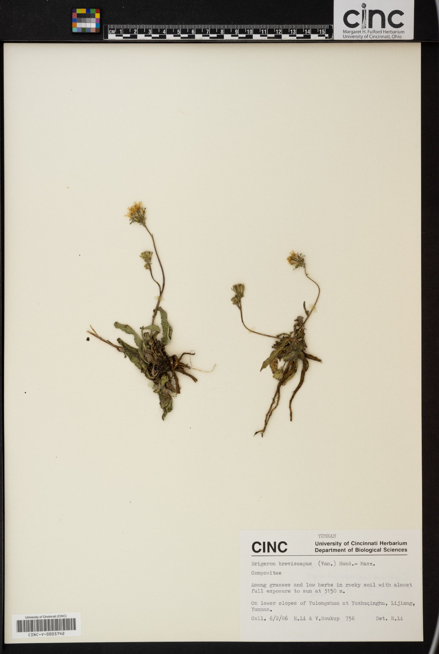 Erigeron breviscapus image