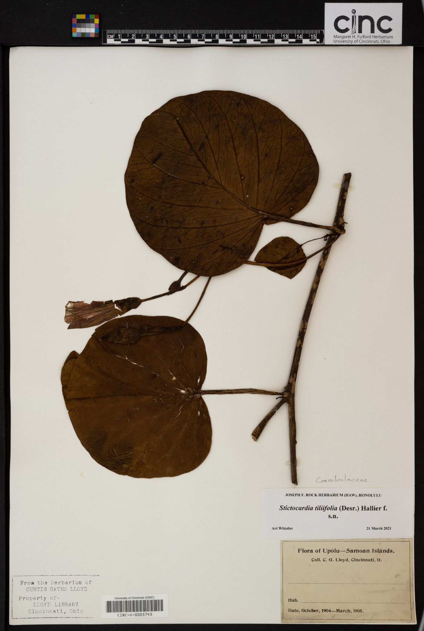 Stictocardia tiliifolia image