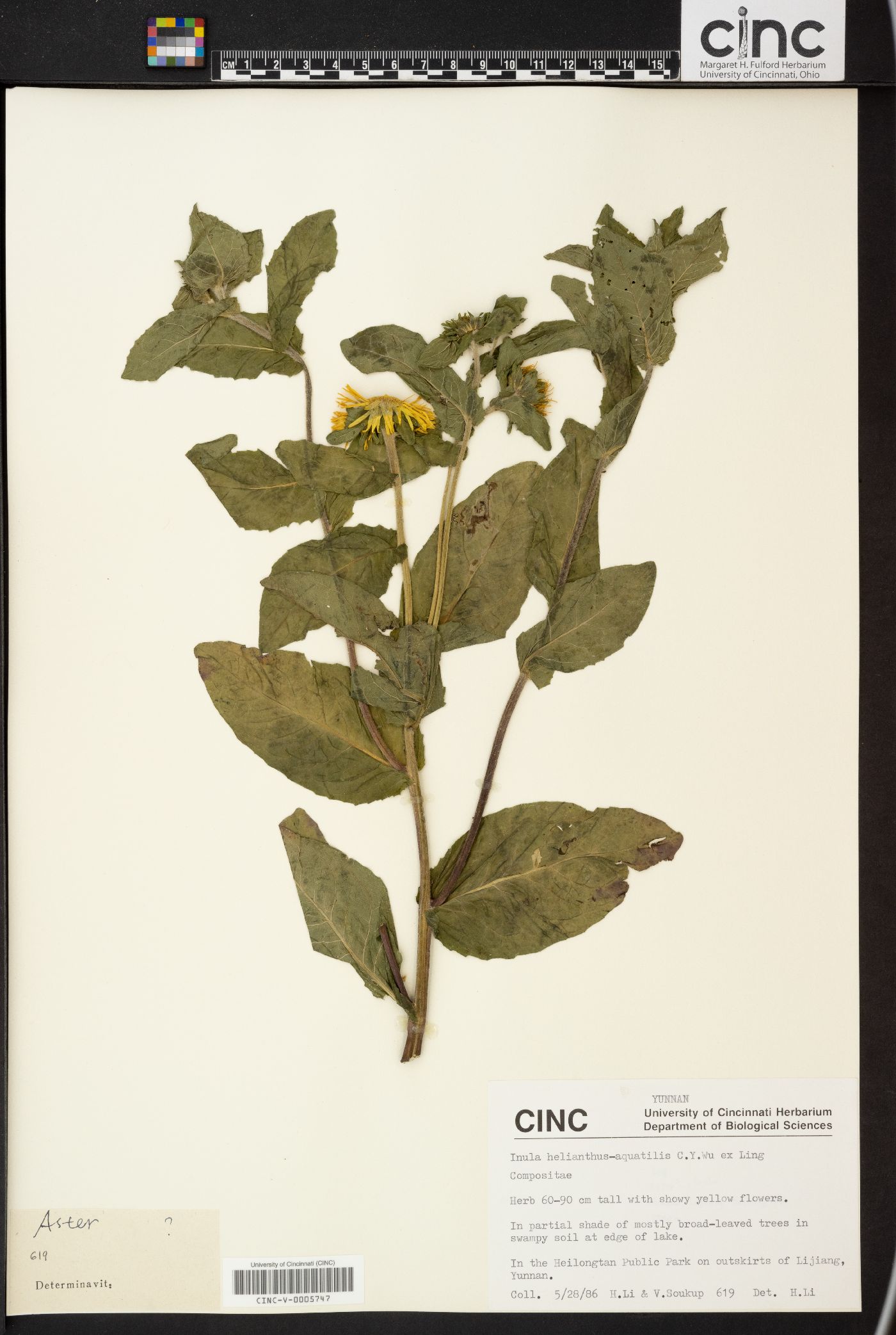 Inula helianthus-aquatilis image