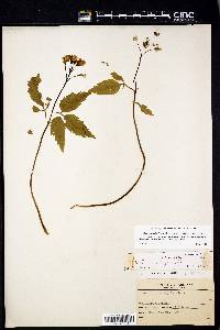 Cardamine diphylla image