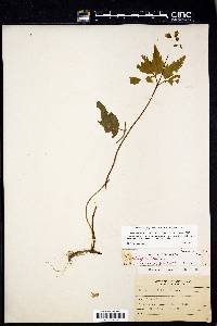 Cardamine diphylla image