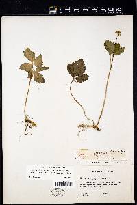 Cardamine diphylla image