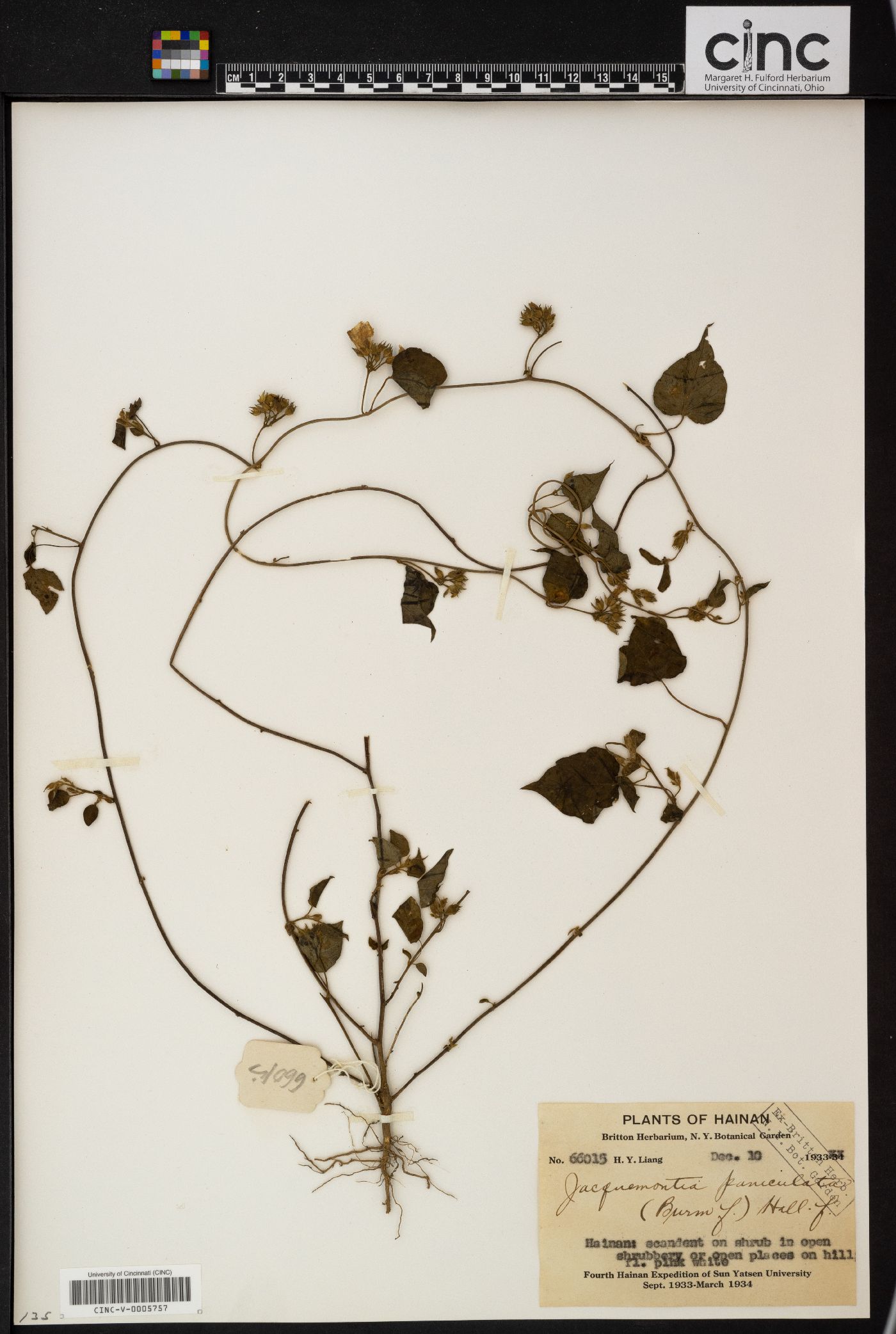 Jacquemontia paniculata image