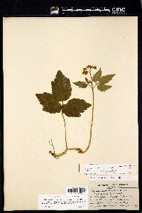Cardamine diphylla image