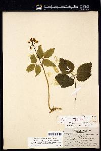 Cardamine diphylla image