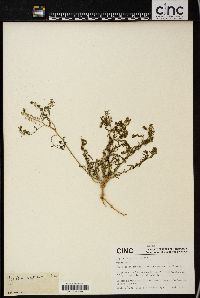 Lepidium apetalum image