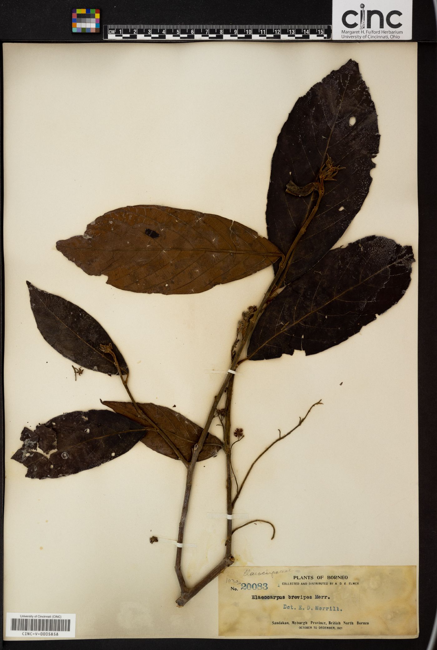 Elaeocarpus brevipes image