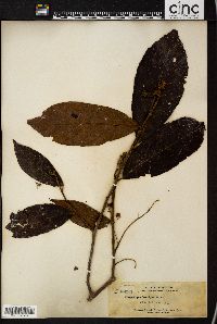 Image of Elaeocarpus brevipes