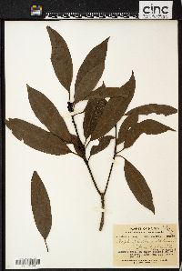 Image of Daphniphyllum pentandrum