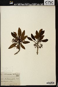 Elaeocarpus hookerianus image