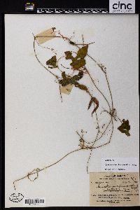 Trichosanthes cochinchinensis image