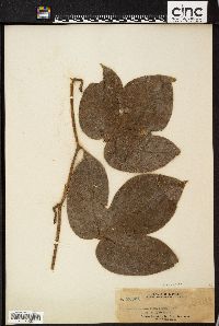Hodgsonia macrocarpa image