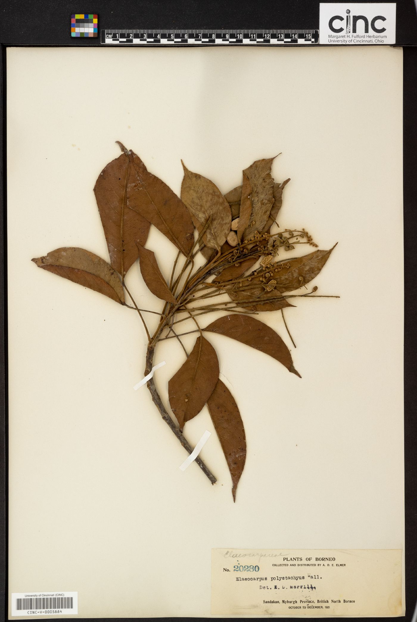 Elaeocarpus polystachyus image