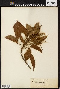 Image of Elaeocarpus polystachyus