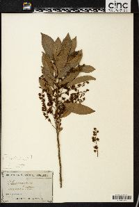 Image of Elaeocarpus cyaneus