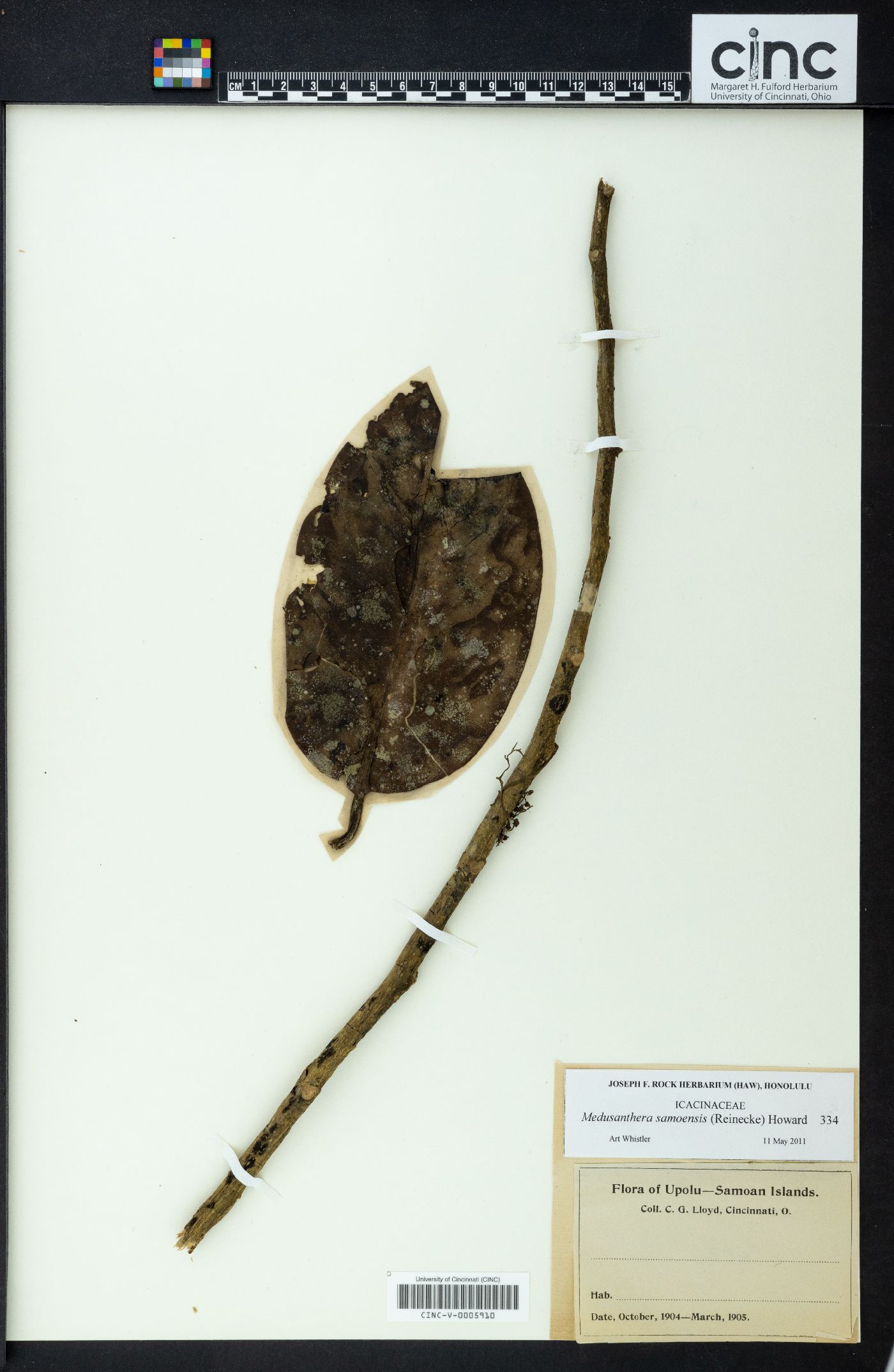 Medusanthera samoensis image