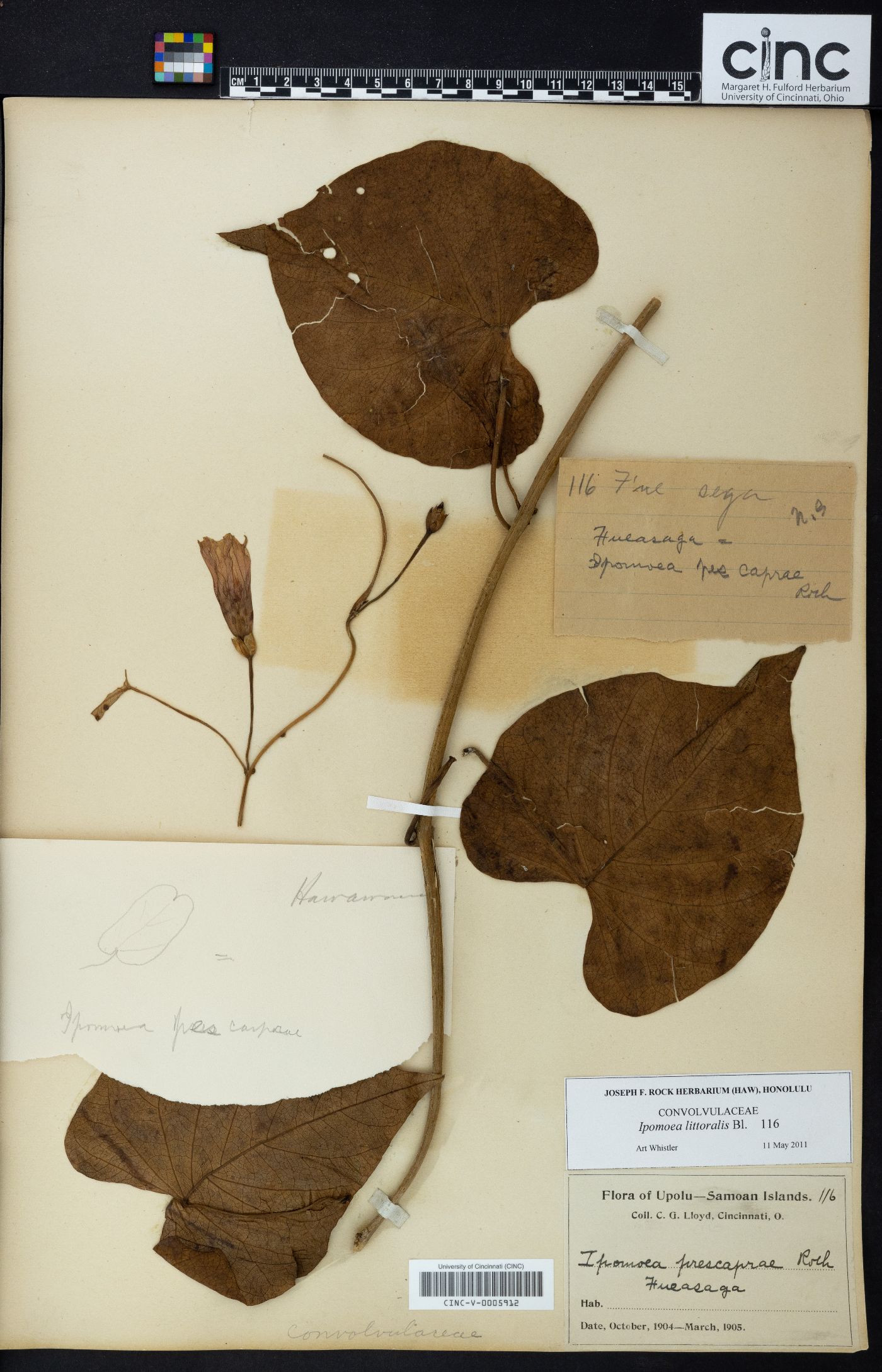 Ipomoea littoralis image