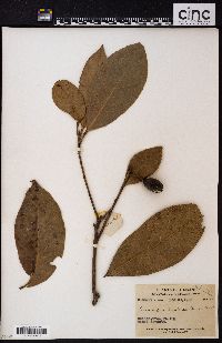 Image of Elaeocarpus limitaneus