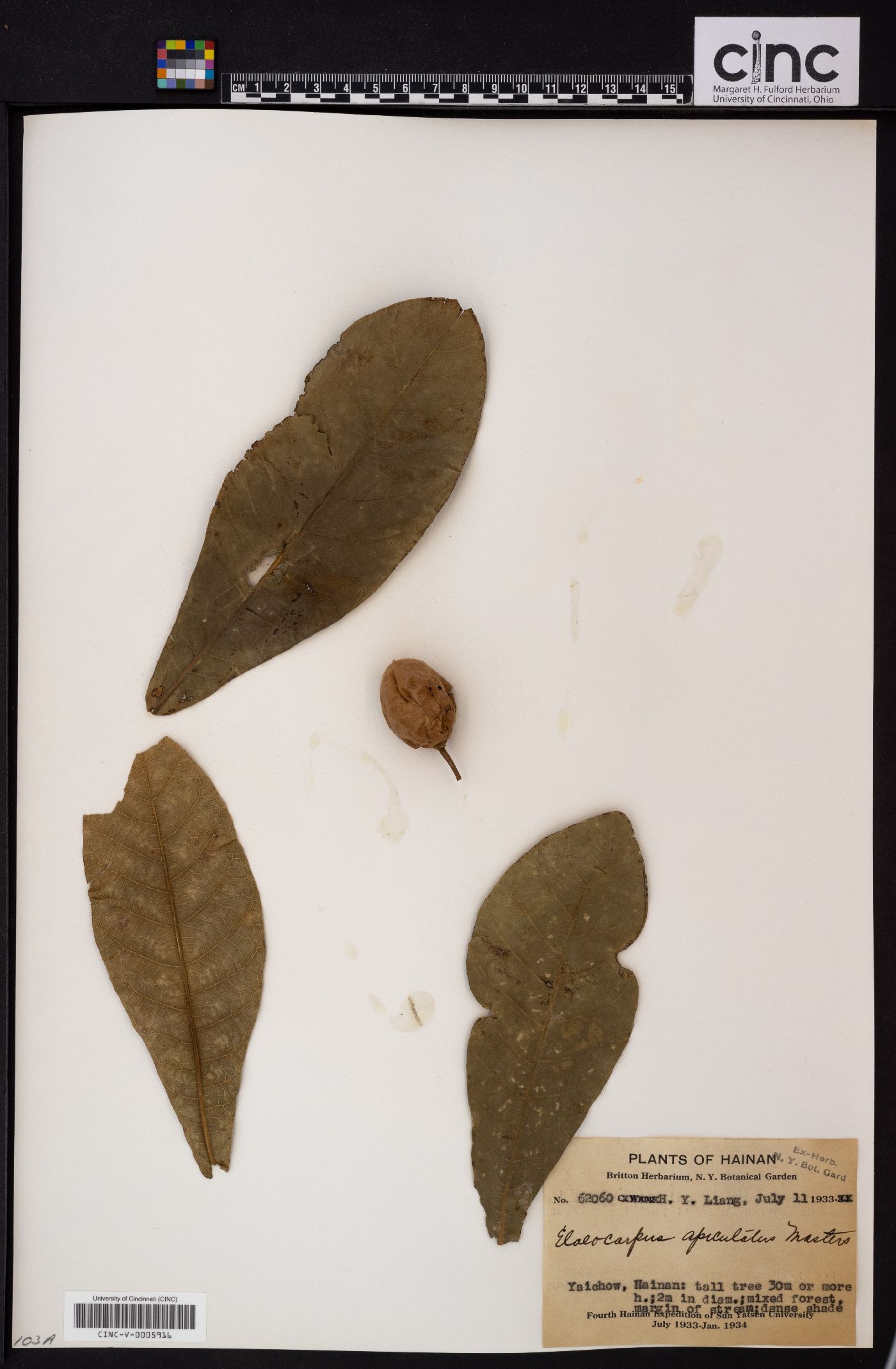 Elaeocarpus obtusus subsp. apiculatus image