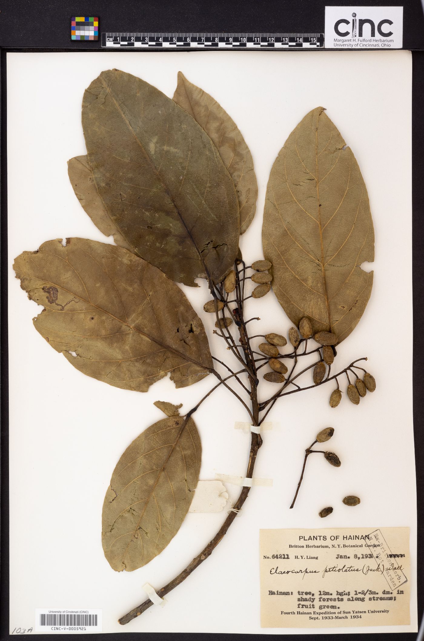 Elaeocarpus petiolatus image