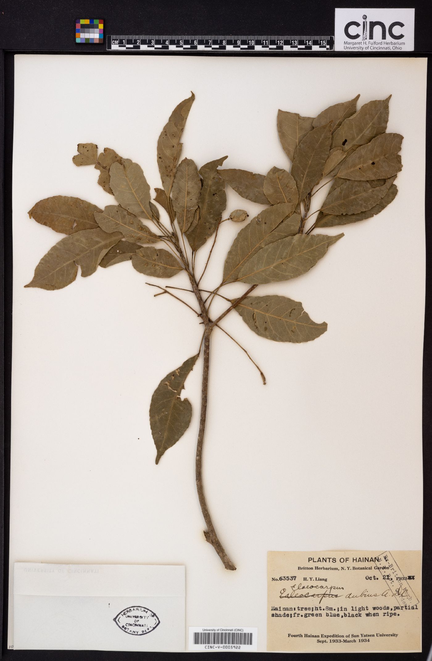 Elaeocarpus dubius image