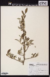 Elaeagnus viridis image
