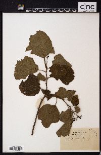 Cordia dichotoma image