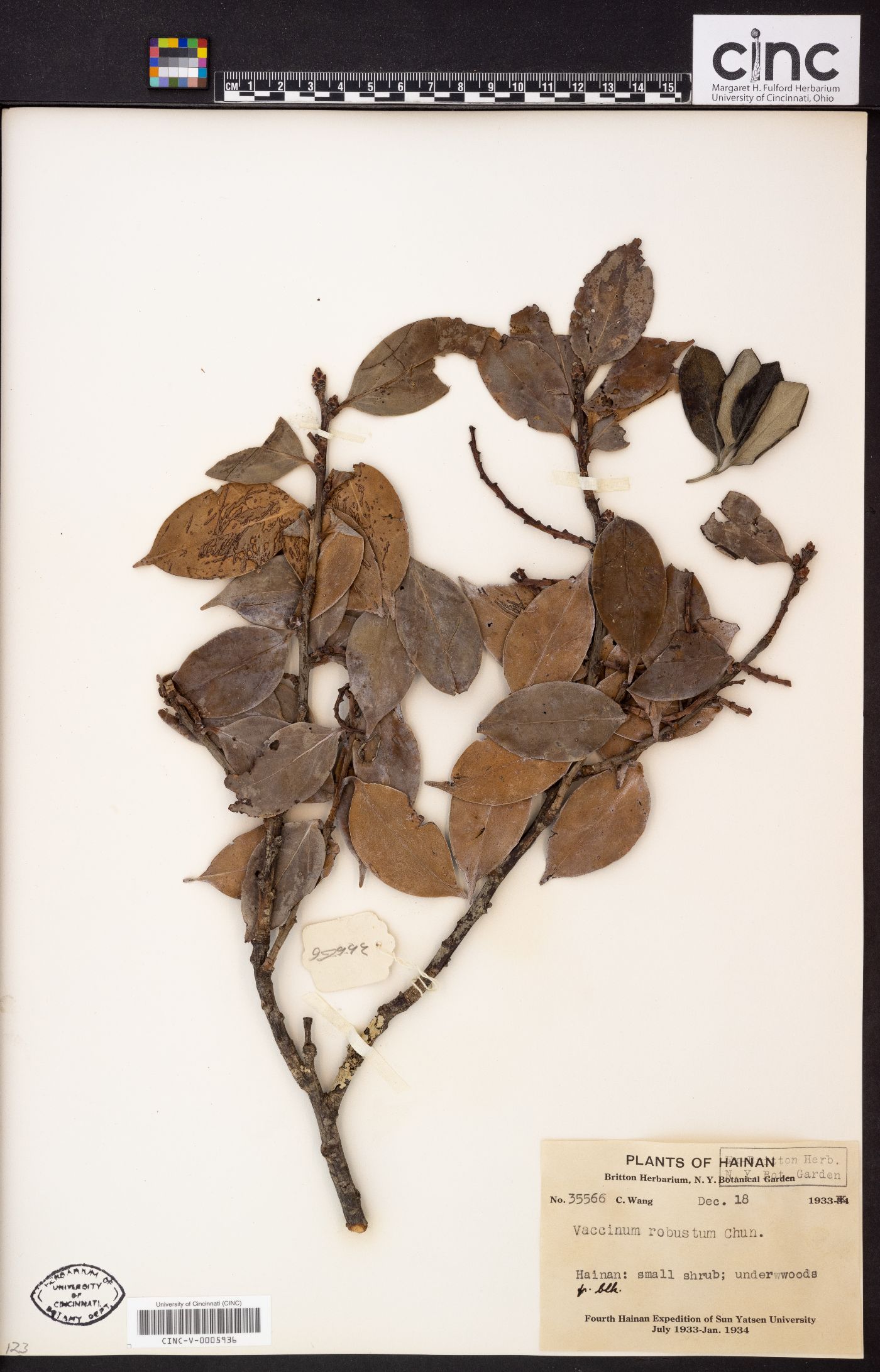 Vaccinium laurifolium var. robustum image