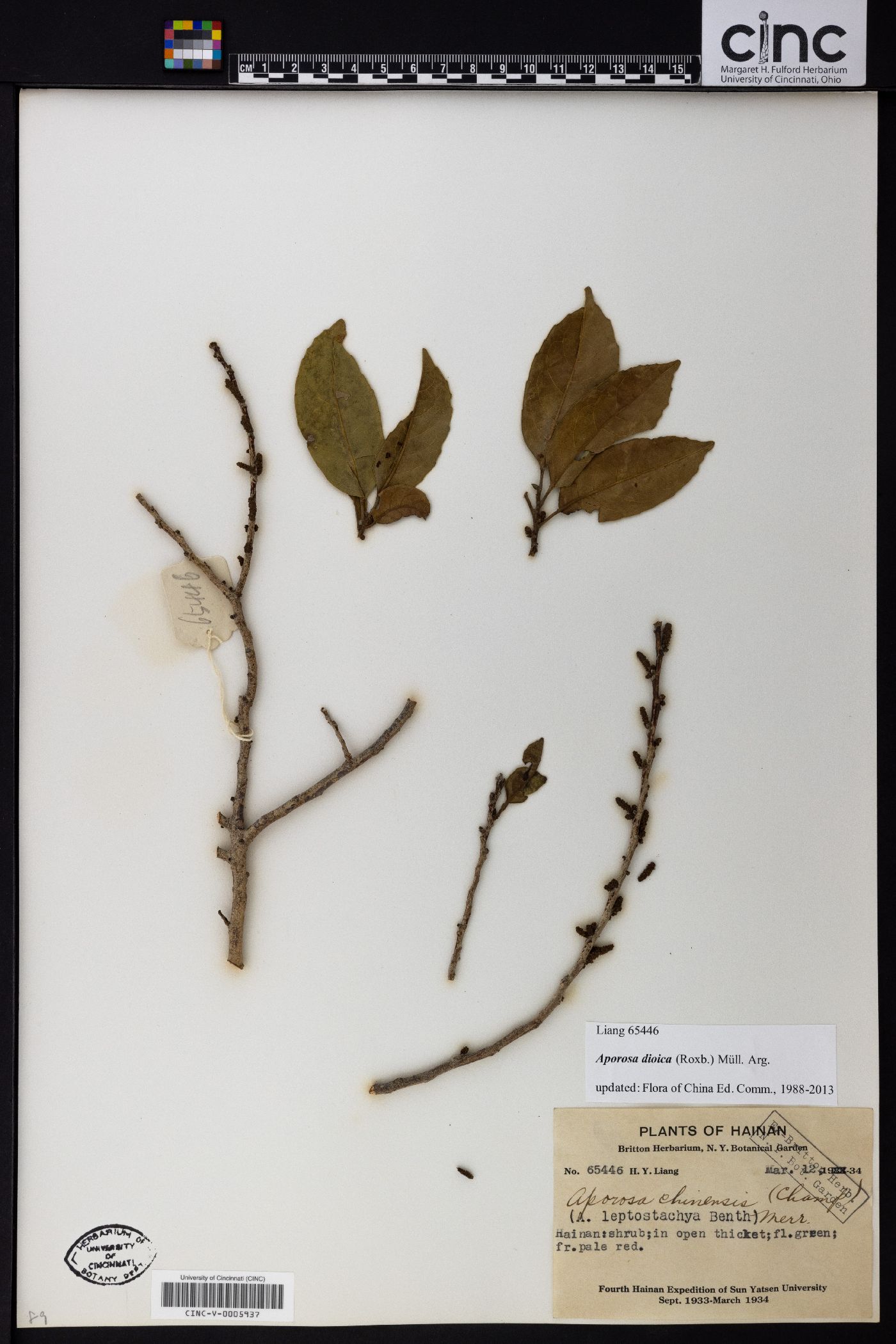Aporosa dioica image
