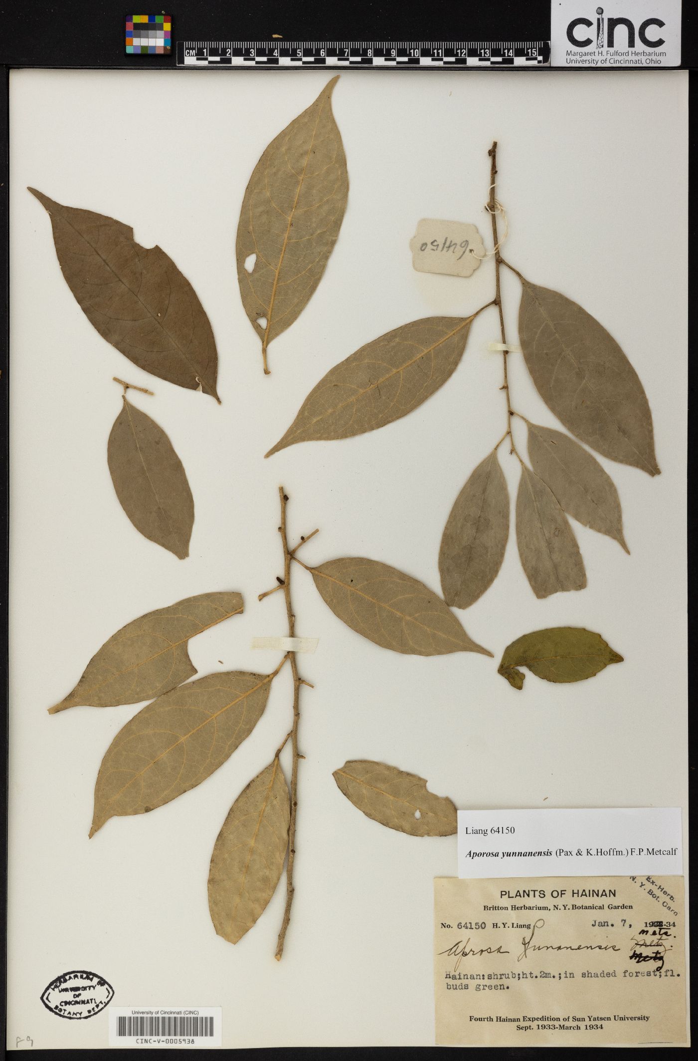 Aporosa yunnanensis image