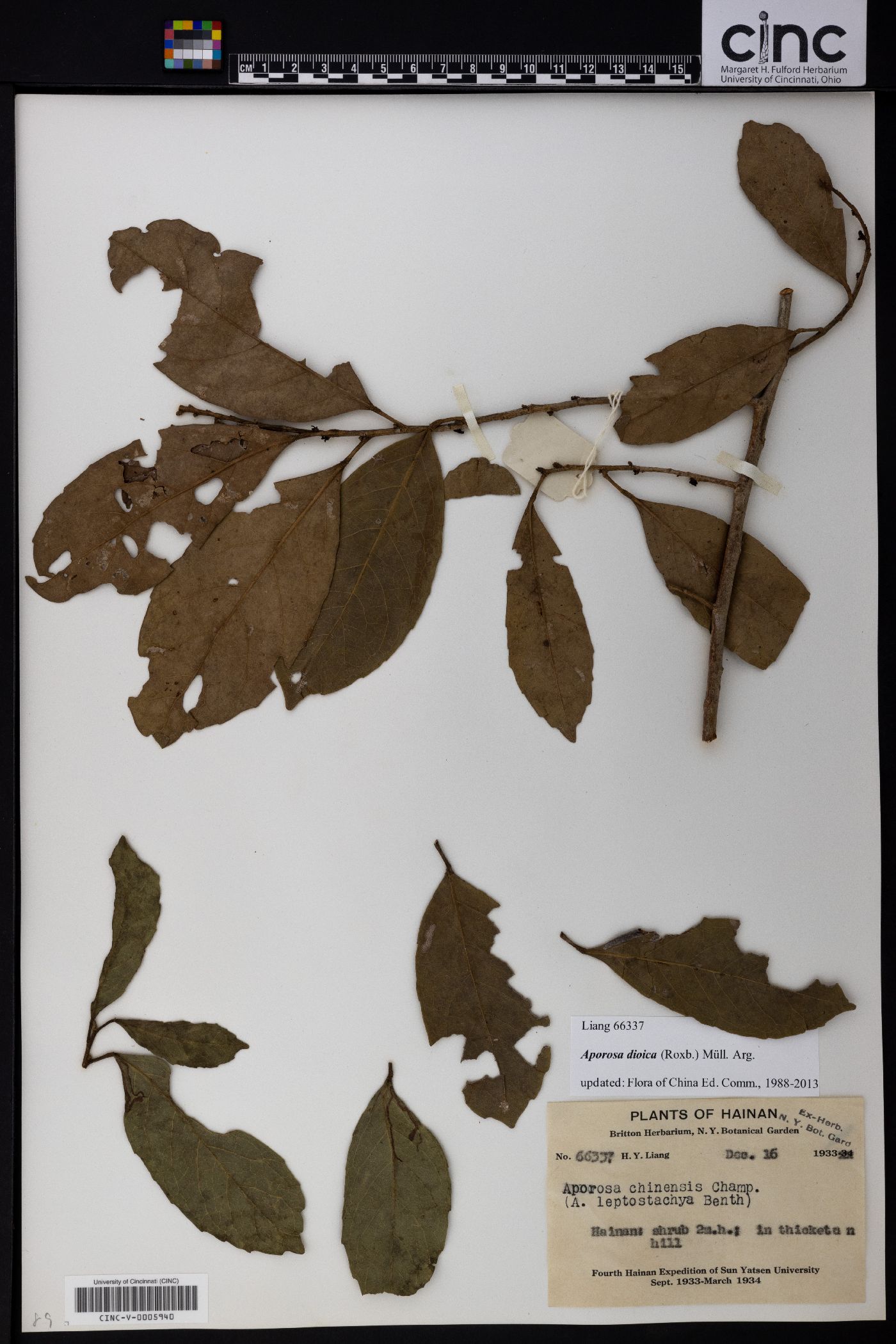 Aporosa dioica image